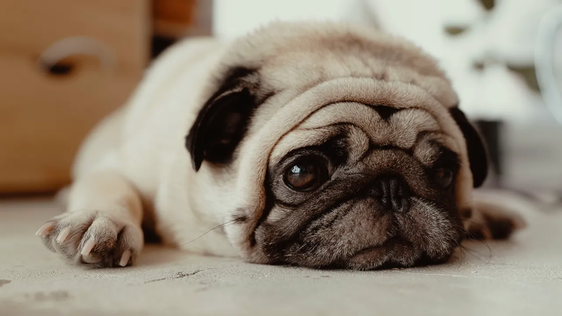 Cute pug