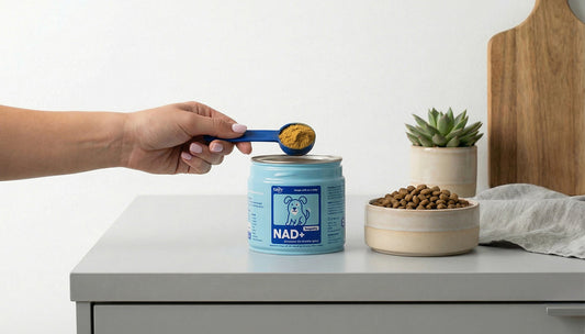 What Is NAD+? A Plain-English Guide for Dog Owners