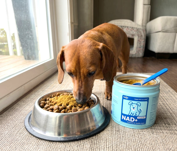 Dog before Taily NAD+, low energy