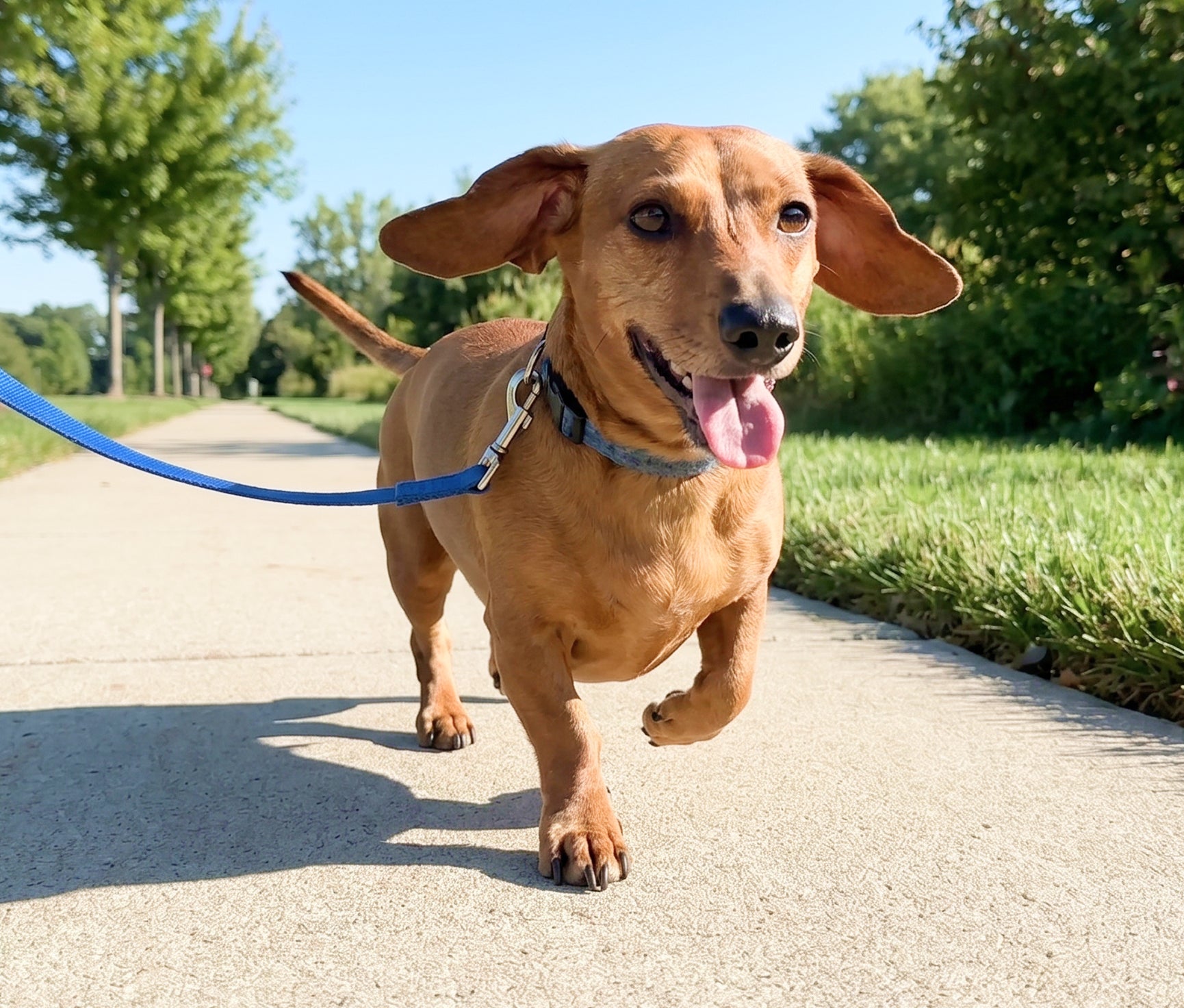 Brown dog on a leash walking on a path with greenery in the background