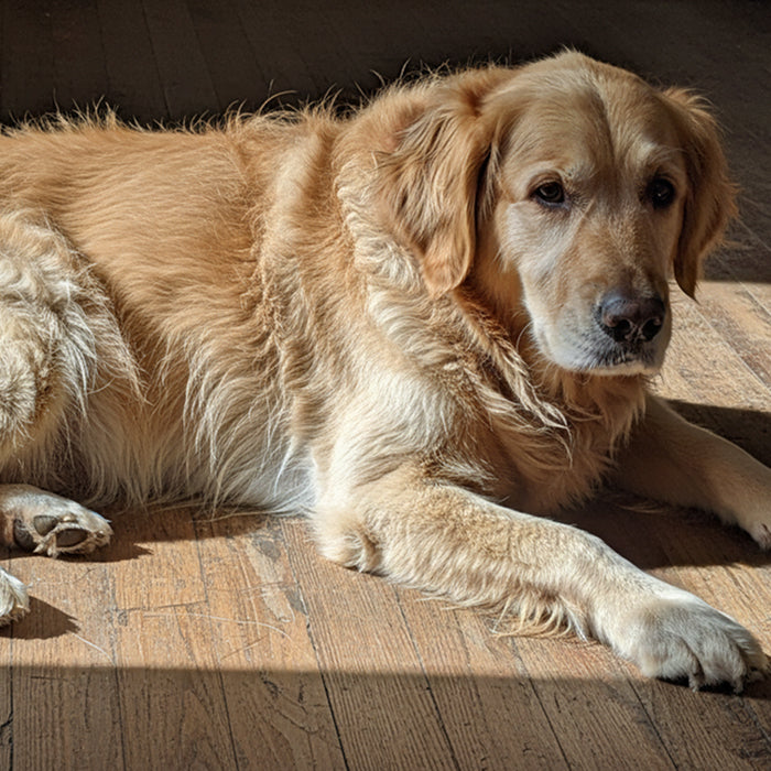 A dog with dry, irritated skin lying on the floor
