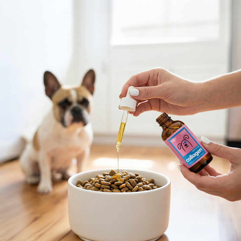 Drizzling Taily Collagen over the food bowl